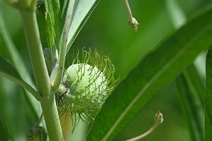 2025-08080076 Tower Hill Botanaic Garden, MA